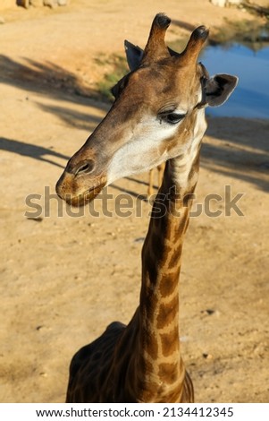 Giraffes eating, walking in the zoo.