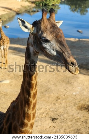 Giraffes eating, walking in the zoo.