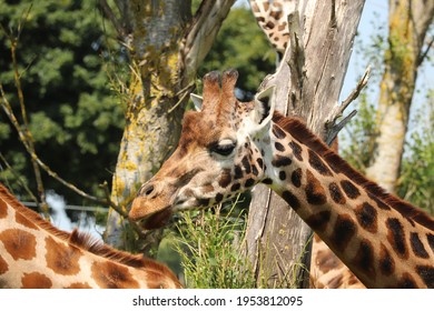 Giraffes Feeding At A Safari Park In The UK