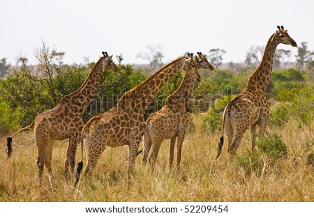 Similar – Image, Stock Photo Giraffe Grace