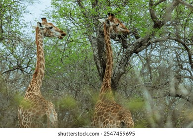 Giraffes grazing peacefully among trees in the lush landscape of a national park in Eswatini during golden hour - Powered by Shutterstock