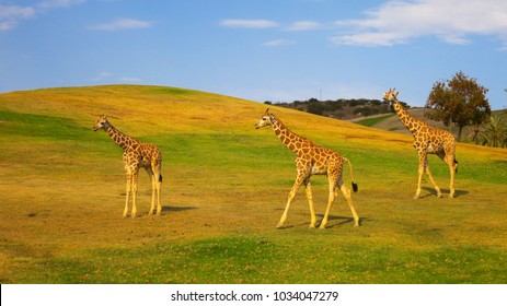 Giraffes Grazing In A Safari Park