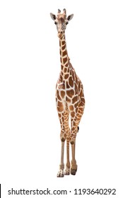 A giraffe's habitat is usually found in African savannas, grasslands or open woodlands. Isolated on white background