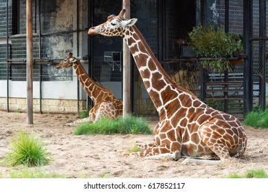 Giraffes have a rest in zoo