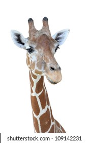 Giraffe's head with isolated background