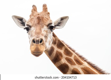 Giraffe's head looking straight at the camera against the white background of an overcast sky
