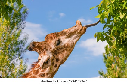 Сlose up of a giraffe's head trying to reach a leaf with its tongue                          