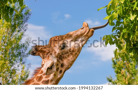 Сlose up of a giraffe's head trying to reach a leaf with its tongue                          