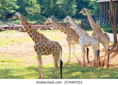 Giraffes, Herds Of Giraffes. The Four Giraffes Stand In The Sun Under A Tree In Their Shelter.