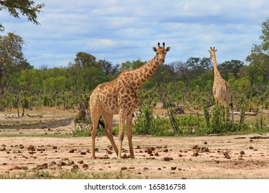 Giraffes In Hwange National Park