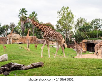 Giraffes inside the Valencia Bioparc. Rothschild's giraffe (Giraffa camelopardalis rothschildi) is a subspecies of the giraffe. 