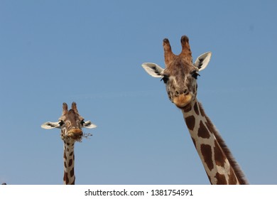 Giraffes intrigued by the camera.