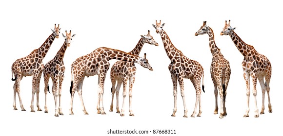 Reticulated Giraffe Family Mothers Young Isolated Stock Photo (Edit Now ...