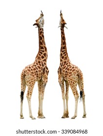 Giraffes isolated on white background 