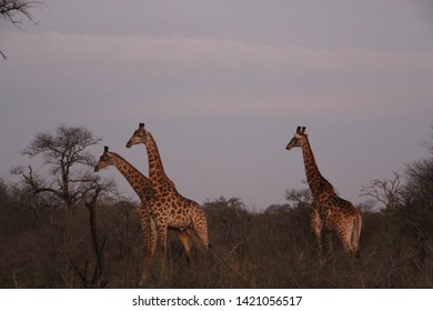 Giraffes, Kapama Private Game Reserve, South Africa