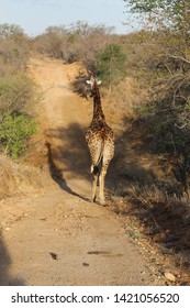 Giraffes, Kapama Private Game Reserve, South Africa