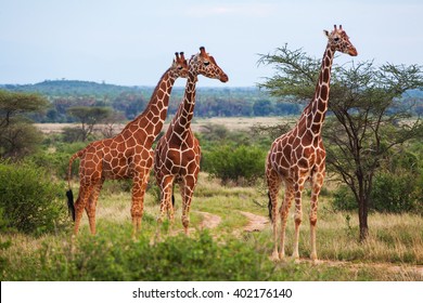 Giraffes In Kenya