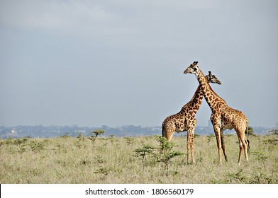 Giraffes In The Kenyan Safari