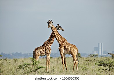 Giraffes In The Kenyan Safari