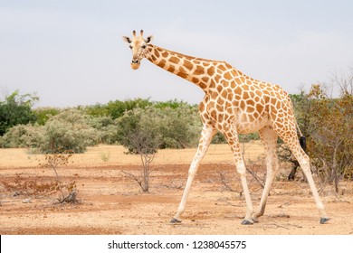 Giraffes In Koure National Park, Niger. Beautiful Giraffe Wildlife Animals In Sahel Desert Of Niger. Adult Giraffe And Baby Giraffes, Infants.