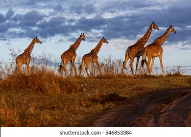 Giraffes In The Masai Mara National Reserve In Kenya