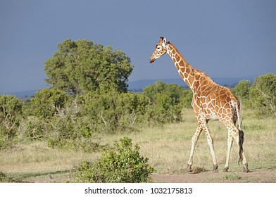 Giraffes In Ol Pejeta Conservancy Kenya