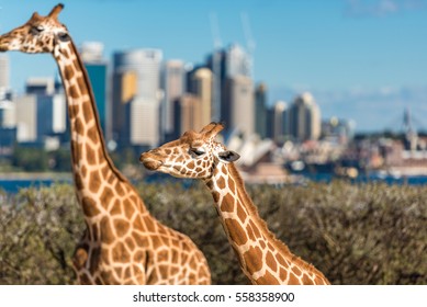 Giraffes on sunny day with Sydney Central Business District on the background