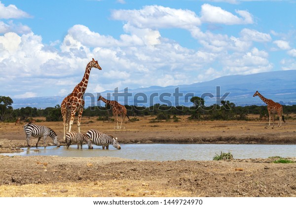 Giraffes queue in line as zebras drink water at\
waterhole. Ol Pejeta Conservancy, Kenya, Africa. Reticulated\
giraffes, Giraffa camelopardalis reticulata, Equus quagga drinking.\
Blue sky distance