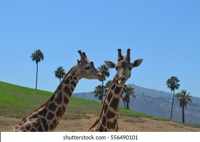 Giraffes At San Diego Zoo