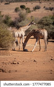 Giraffes Sharing A Mineral Lick. 