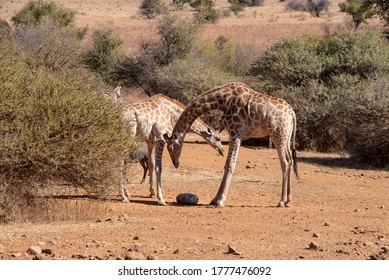 Giraffes Sharing A Mineral Lick In A Game Park.