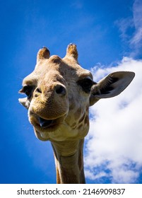 Giraffes with the sky as a backdrop