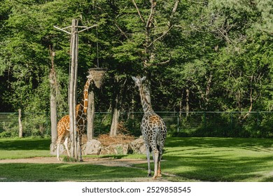  giraffes stand within their zoo enclosure.Wild animal of Africa.majestic giraffe stands against the backdrop of a lush green forest. - Powered by Shutterstock