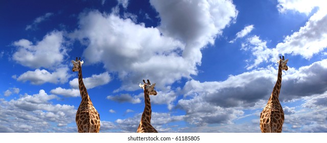 Giraffes staring at clouds