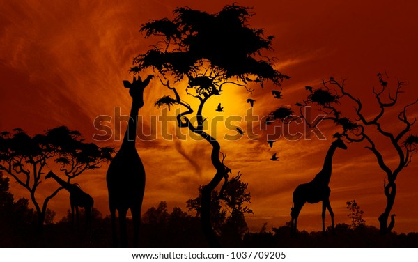 Giraffes Sunset Beautiful Africa Landscape Stock Photo (Edit Now ...