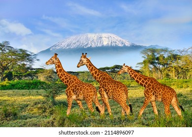 Giraffes and sunset in Tsavo East and Tsavo West National Park in Kenya - Shutterstock ID 2114896097