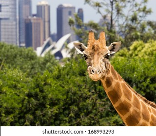 Giraffes in Taronga Zoo with a magnificent view of the skyline of the CBD of Sydney in Australia