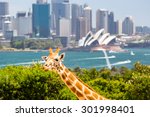 Giraffes at Taronga zoo overlook Sydney harbour and skyline on a clear summer