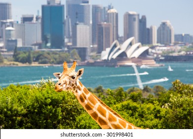 Giraffes at Taronga zoo overlook Sydney harbour and skyline on a clear summer's day in Sydney, Australia