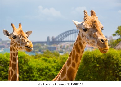 Giraffes at Taronga zoo overlook Sydney harbour and skyline on a clear summer's day in Sydney, Australia