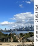 Giraffes at the Taronga Zoo overlooking Sydney Harbour