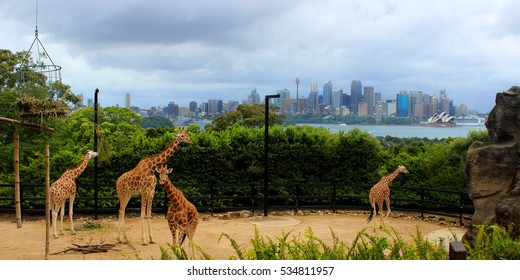 Giraffes At Taronga Zoo, Sydney.