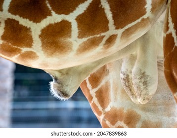 Giraffe's Testicles. Portrait Of A Giraffe Penis (giraffa Camelopardalis) Is An African Mammal. Funny Giraffe Mating Closeup. Giraffe's Large Reproductive. Genital Organs Of Male Animals And Skin.