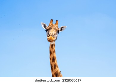 Giraffes , Their long necks and unique patterns make them instantly recognizable and photogenic. - Powered by Shutterstock