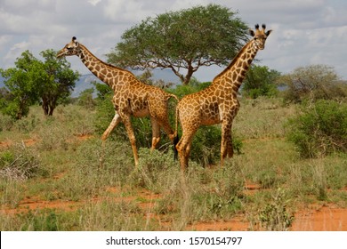 Giraffes at Tsavo East National Park, Kenya, Africa Foto Stok