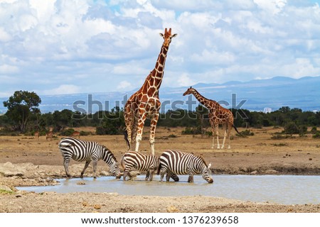 Giraffes waiting at waterhole as zebras drink water. Ol Pejeta Conservancy, Kenya, Africa. Endangered animals Reticulated giraffes, Giraffa camelopardalis reticulata. Equus quagga drinking