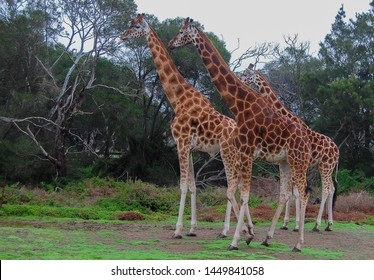 Giraffes - Werribee Open Range Zoo, Australia