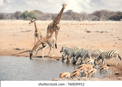 Giraffes, Zebra, and Springbok gather at a watering hole in Etosha National Park to drink in Namibia, Africa. - Powered by Shutterstock