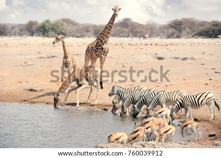 Giraffes, Zebra, and Springbok gather at a watering hole in Etosha National Park to drink in Namibia, Africa.