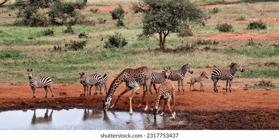 Giraffes and Zebras having a morning drink at a watering hole in Tsavo West National Park, Kenya. - Powered by Shutterstock